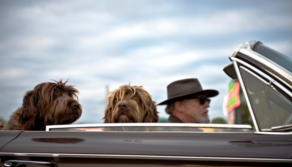 driving with your pet