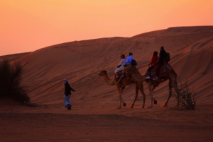 camel